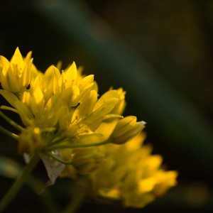 DSC_0939 (1)